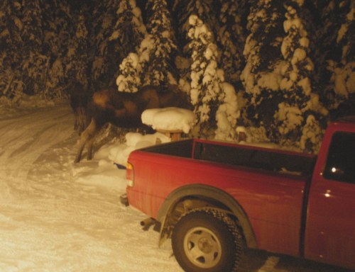 Neighbor moose, an early encounter