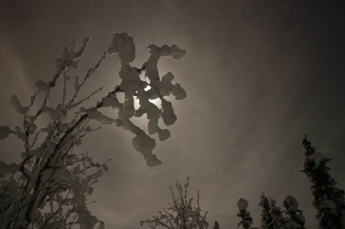 A snowy branch at night